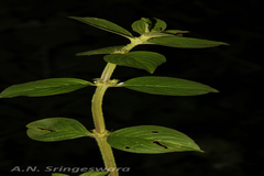 Spermacoce latifolia